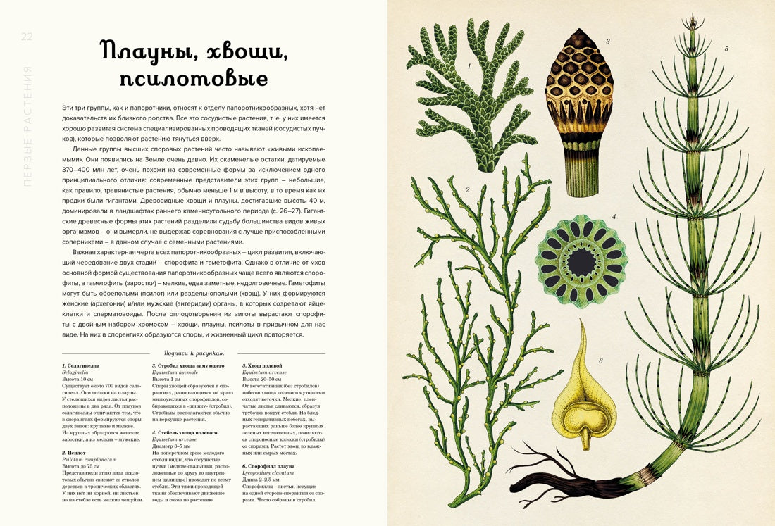 Ботаникум