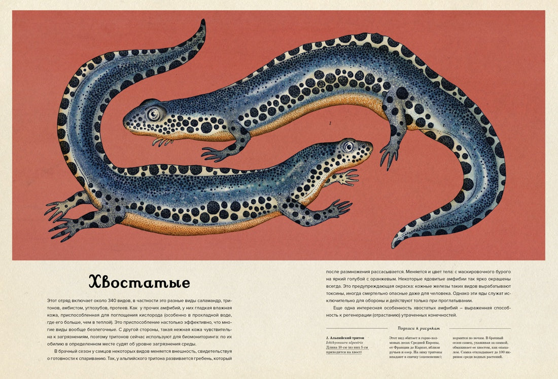Анималиум