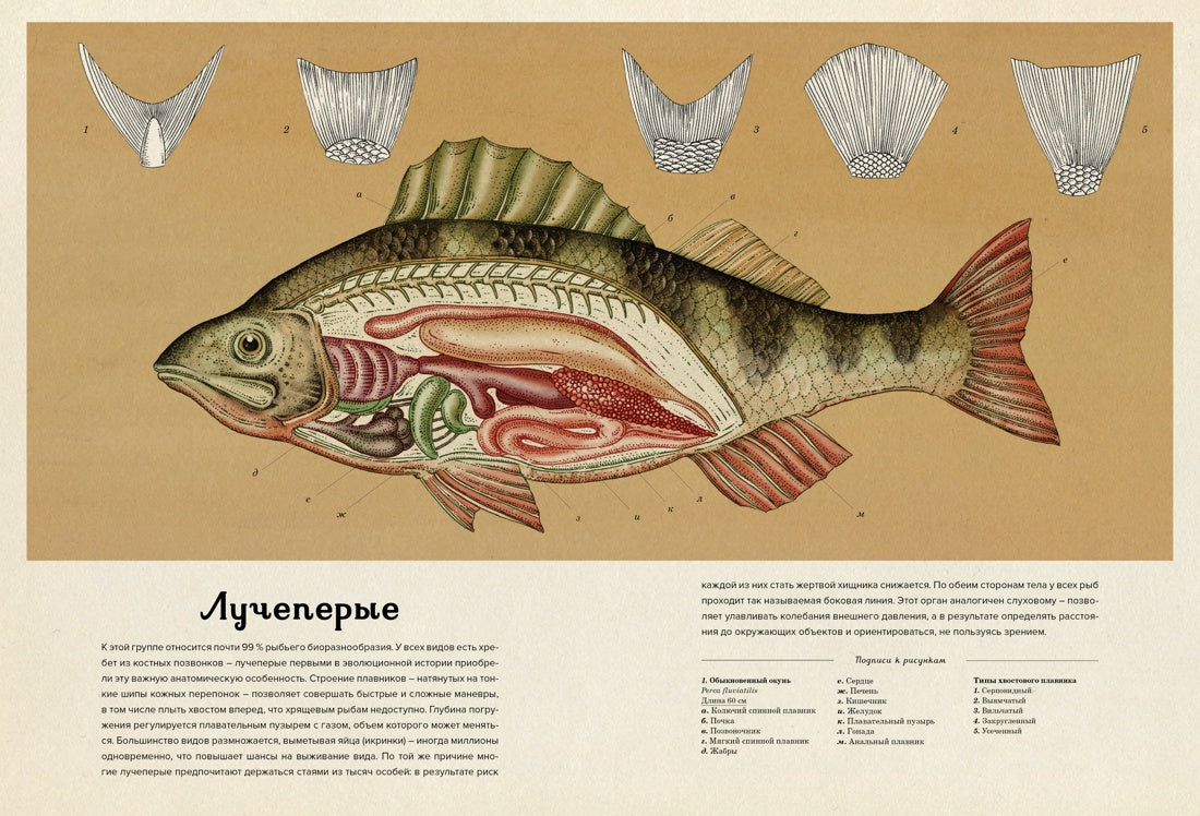 Анималиум
