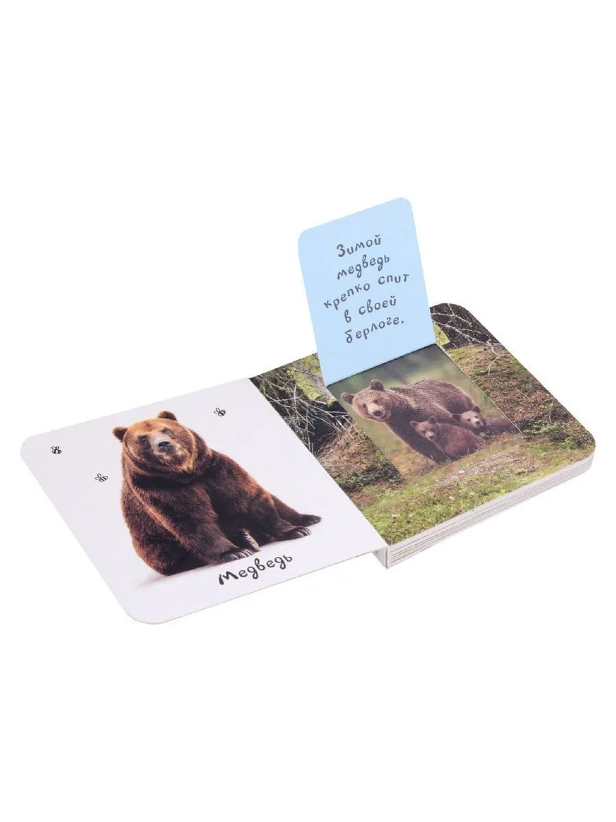 Шоубокс "Мир в картинках"