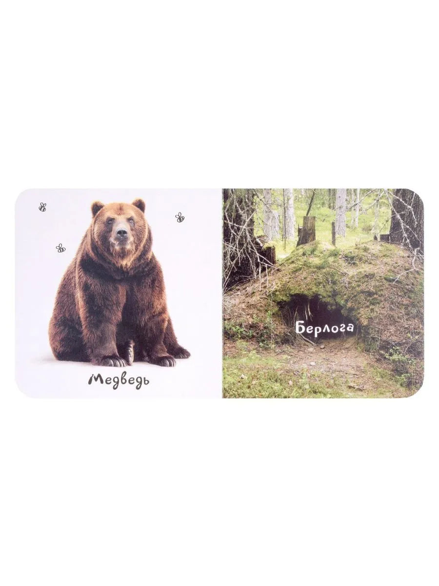 Шоубокс "Мир в картинках"