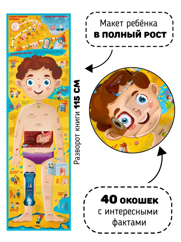 Анатомия. Книжка для самых маленьких с окошками "Что внутри человека"