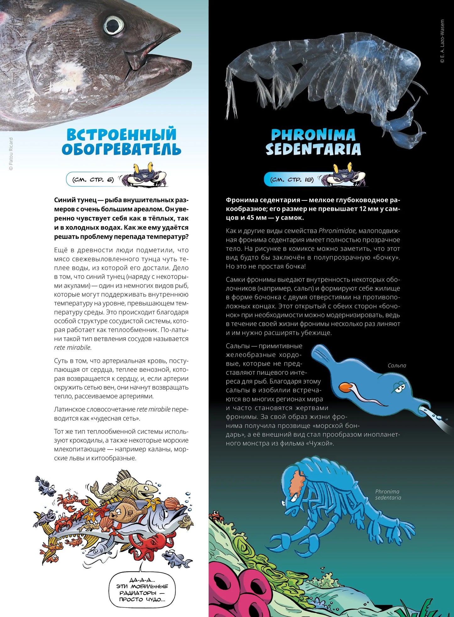 Морские животные в комиксах. Том 7. Автор: Кристоф Казнов