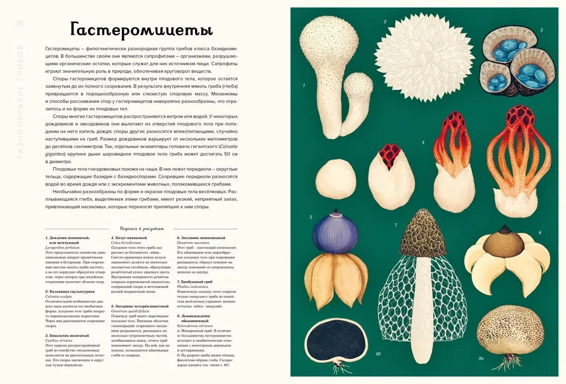 Грибариум