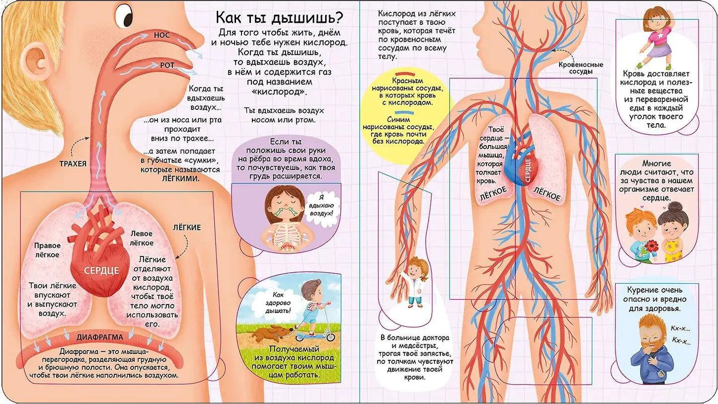 Секреты человека. New
