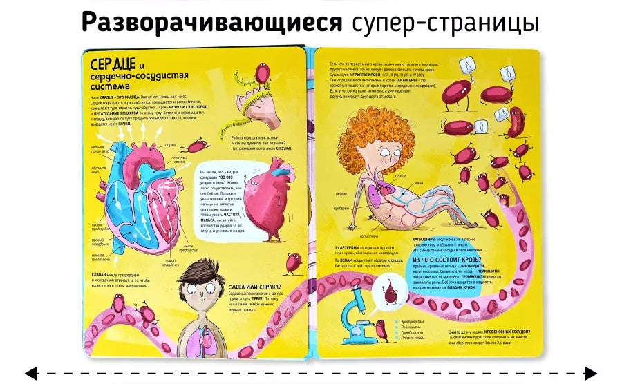 Мои первые открытия– Человеческое тело